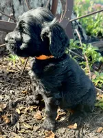 Copper, a male Goldendoodle for sale in Vassar, KS – 3 of 5