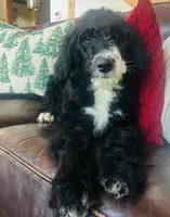 Georgia, a female Bernedoodle for sale in Vassar, KS – Photo 2 of 4