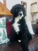 Georgia, a female Bernedoodle for sale in Vassar, KS – Photo 3 of 4