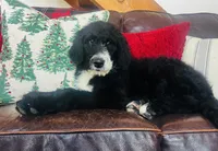 Georgia, a female Bernedoodle for sale in Vassar, KS – Photo 1 of 4
