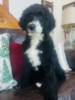 Georgia, a female Bernedoodle for sale in Vassar, KS – Photo 4 of 4