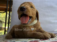 Chip, a male Goldendoodle for sale in Vassar, KS – 3 of 6