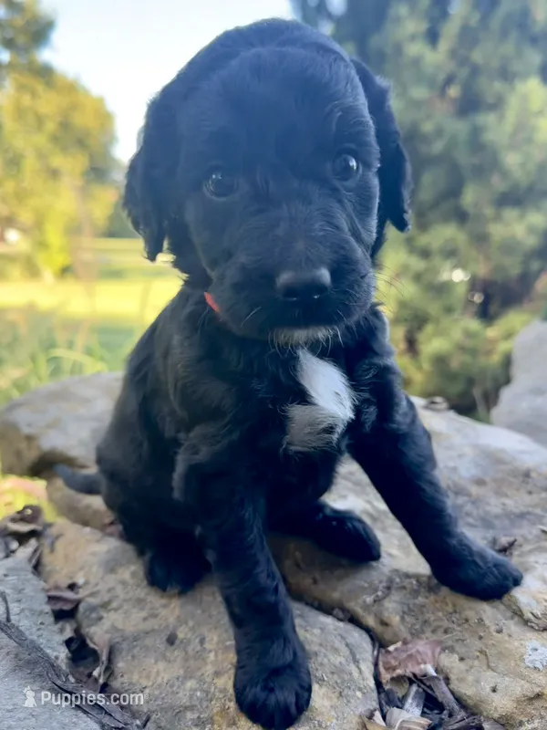 Cider – Goldendoodle puppy for sale in Vassar, KS