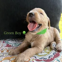 Milton, a male Goldendoodle for sale in Vassar, KS – 5 of 6
