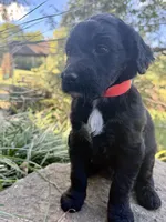 Cider, a male Goldendoodle for sale in Vassar, KS – 2 of 5