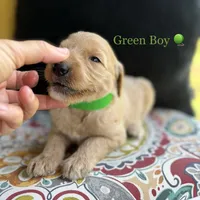 Milton, a male Goldendoodle for sale in Vassar, KS – 4 of 6