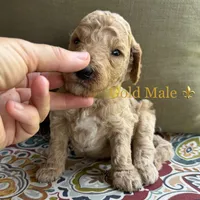 Scout, a male Goldendoodle for sale in Vassar, KS – 1 of 6
