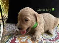 Milton, a male Goldendoodle for sale in Vassar, KS – 3 of 6