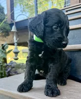 Rusty, a male Goldendoodle for sale in Vassar, KS – 2 of 5