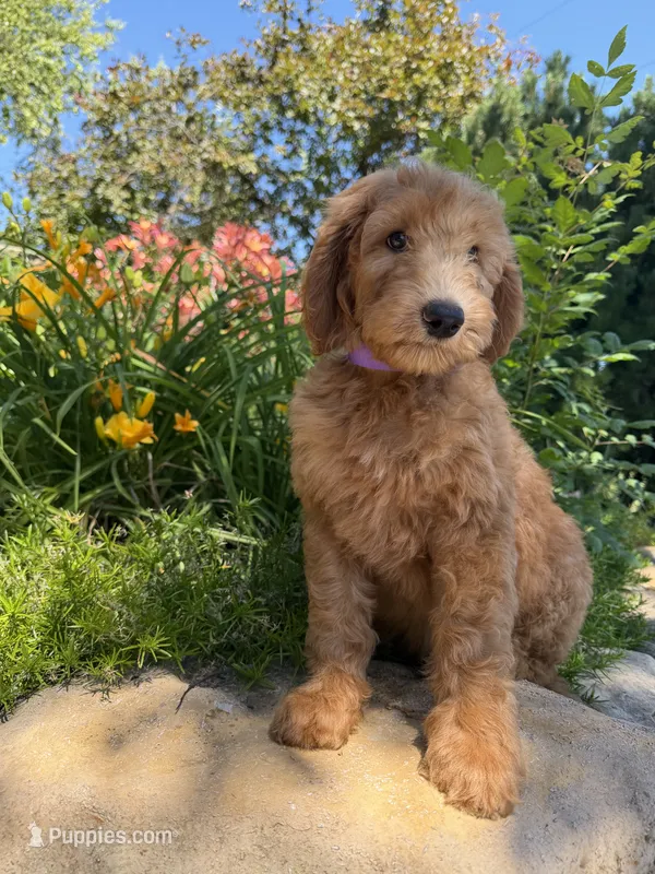 Star – Goldendoodle puppy for sale in Vassar, KS