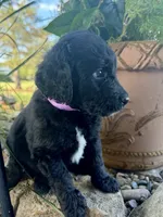 Maple, a female Goldendoodle for sale in Vassar, KS – 3 of 4