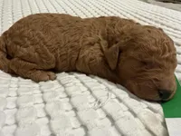 Abe, a male Goldendoodle for sale in Vassar, KS – Photo 4 of 6