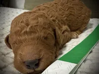 Abe, a male Goldendoodle for sale in Vassar, KS – Photo 6 of 6