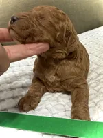 Abe, a male Goldendoodle for sale in Vassar, KS – Photo 3 of 6