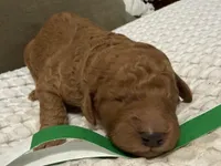 Abe, a male Goldendoodle for sale in Vassar, KS – Photo 1 of 6