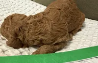 Abe, a male Goldendoodle for sale in Vassar, KS – Photo 2 of 6