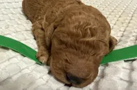 Abe, a male Goldendoodle for sale in Vassar, KS – Photo 5 of 6