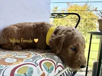 Sunny, a female Goldendoodle for sale in Vassar, KS – 3 of 6
