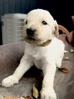 Hickory, a male Goldendoodle for sale in Vassar, KS – 2 of 4
