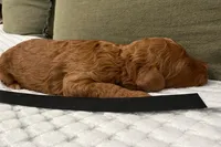 Anthem, a male Goldendoodle for sale in Vassar, KS – Photo 4 of 6