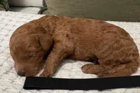 Anthem, a male Goldendoodle for sale in Vassar, KS – Photo 6 of 6