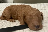 Anthem, a male Goldendoodle for sale in Vassar, KS – Photo 5 of 6