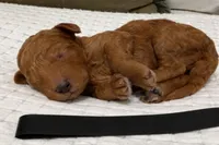 Anthem, a male Goldendoodle for sale in Vassar, KS – Photo 2 of 6