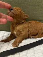 Anthem, a male Goldendoodle for sale in Vassar, KS – Photo 3 of 6