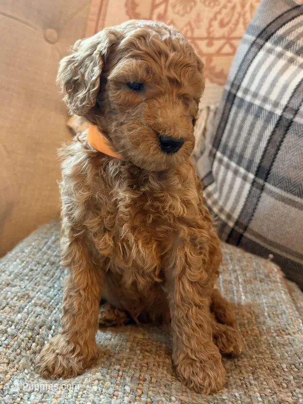 Anthem – Goldendoodle puppy for sale in Vassar, KS