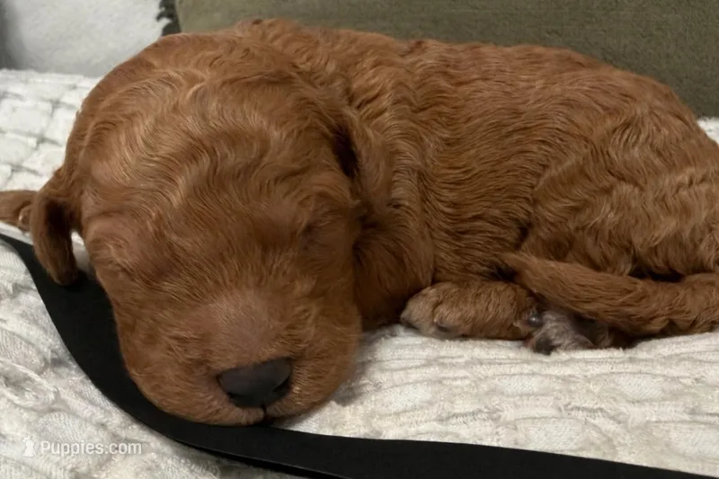 Anthem – Goldendoodle puppy for sale in Vassar, KS