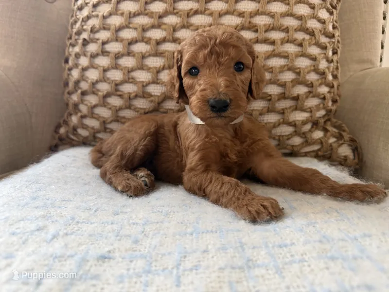 Chip – Goldendoodle puppy for sale in Vassar, KS