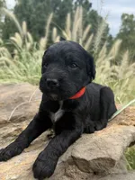 Cider, a male Goldendoodle for sale in Vassar, KS – 2 of 4