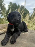 Cider, a male Goldendoodle for sale in Vassar, KS – 3 of 4