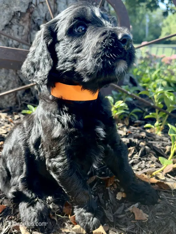 Copper – Goldendoodle puppy for sale in Vassar, KS