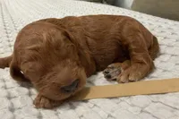 Ross, a male Goldendoodle for sale in Vassar, KS – Photo 3 of 6