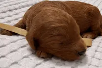 Ross, a male Goldendoodle for sale in Vassar, KS – Photo 5 of 6