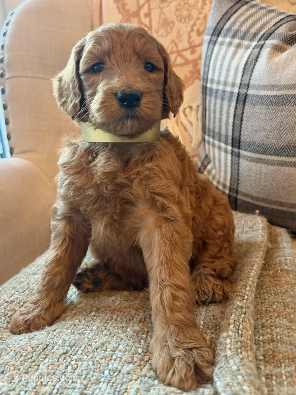 Ross – Goldendoodle puppy for sale in Vassar, KS