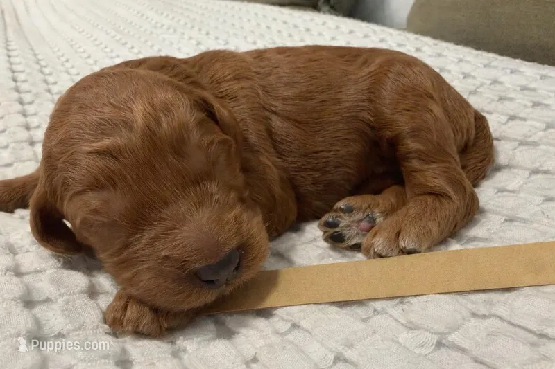 Ross, a male Goldendoodle for sale in Vassar, KS – Photo 1 of 6