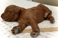 Ross, a male Goldendoodle for sale in Vassar, KS – Photo 2 of 6