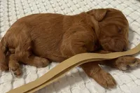 Ross, a male Goldendoodle for sale in Vassar, KS – Photo 4 of 6