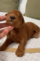 Ross, a male Goldendoodle for sale in Vassar, KS – Photo 6 of 6