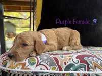 Vera, a female Goldendoodle for sale in Vassar, KS – 5 of 6