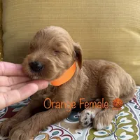 Penny, a female Goldendoodle for sale in Vassar, KS – 2 of 6