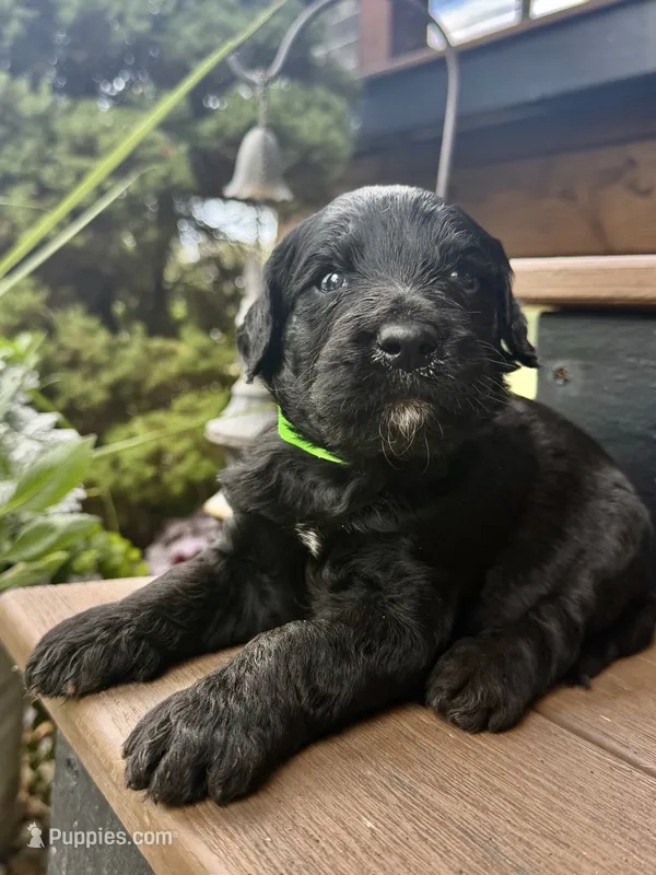 Rusty – Goldendoodle puppy for sale in Vassar, KS