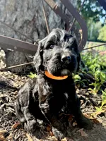 Copper, a male Goldendoodle for sale in Vassar, KS – 4 of 5