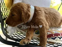 Chip, a male Goldendoodle for sale in Vassar, KS – 4 of 6