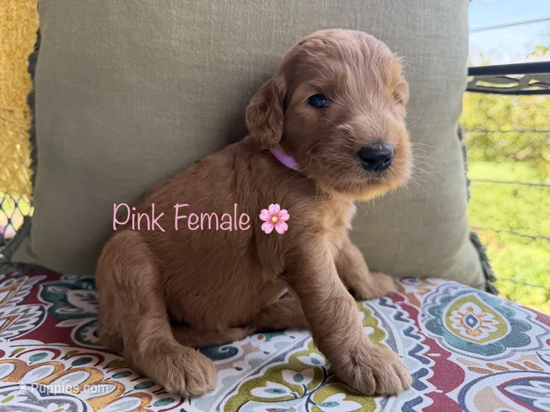 Rose – Goldendoodle puppy for sale in Vassar, KS