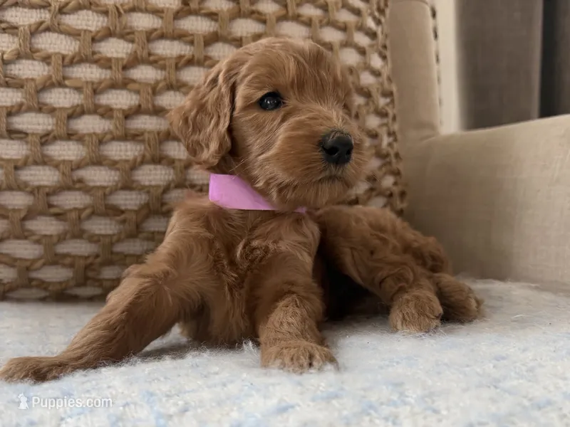 Rose – Goldendoodle puppy for sale in Vassar, KS