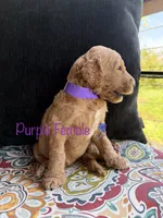 Vera, a female Goldendoodle for sale in Vassar, KS – 3 of 6