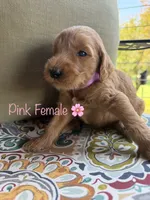 Rose, a female Goldendoodle for sale in Vassar, KS – 2 of 6
